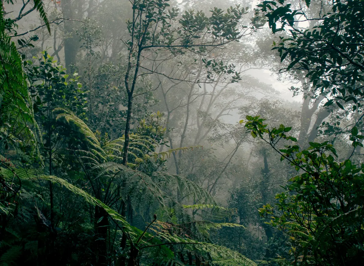 Mist moving through rainforest in Kinabalu Park, Borneo