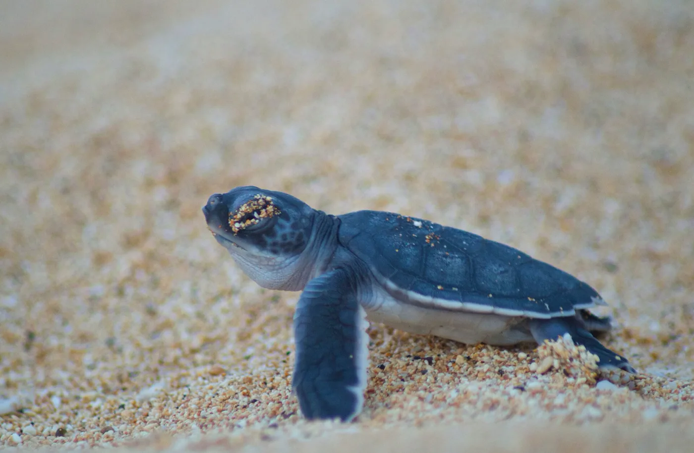 Green turtle hatchling moving across a sandy beach
