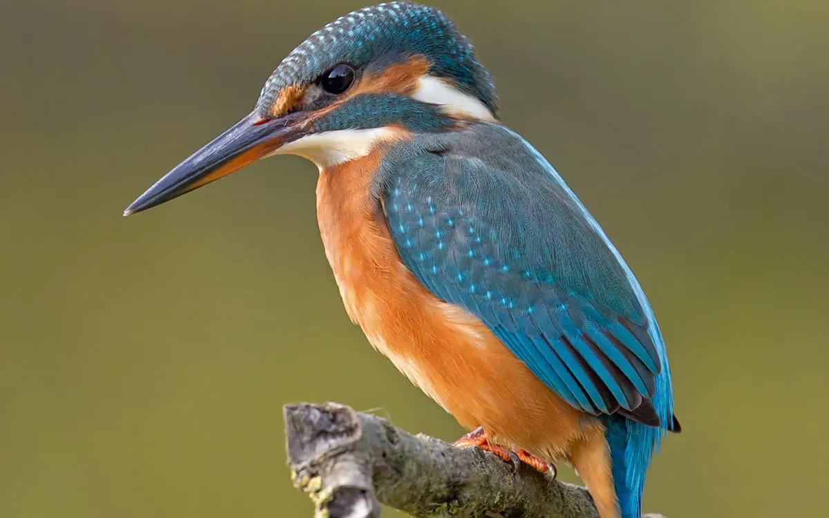 Common kingfisher perched on a branch
