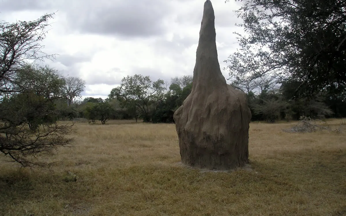 The Termite Mound and the Building That Breathes