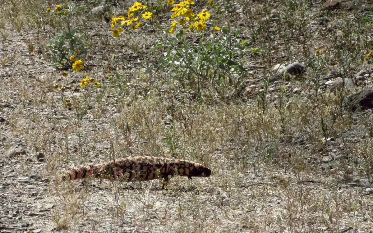 Gila monster moving through its desert habitat