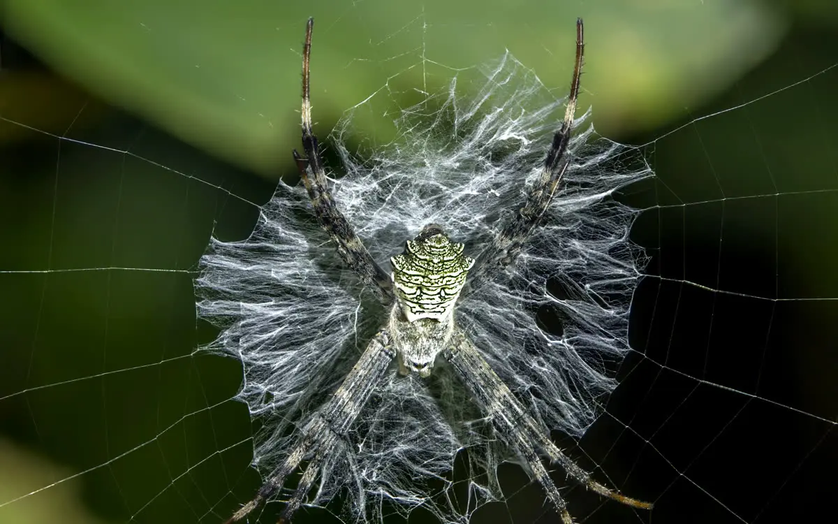 The Silk We Still Can't Spin