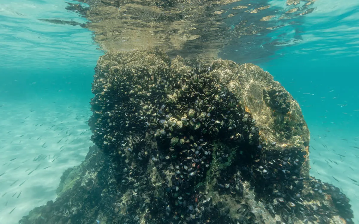The Glue That Works Underwater