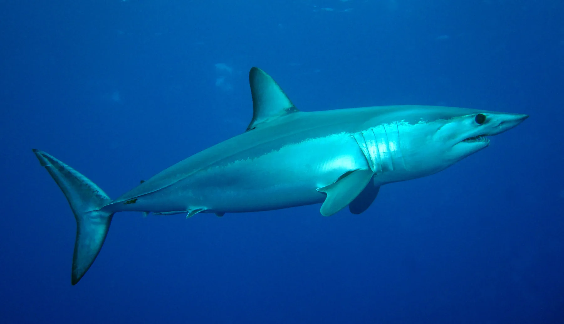 Shortfin mako shark swimming in the open ocean