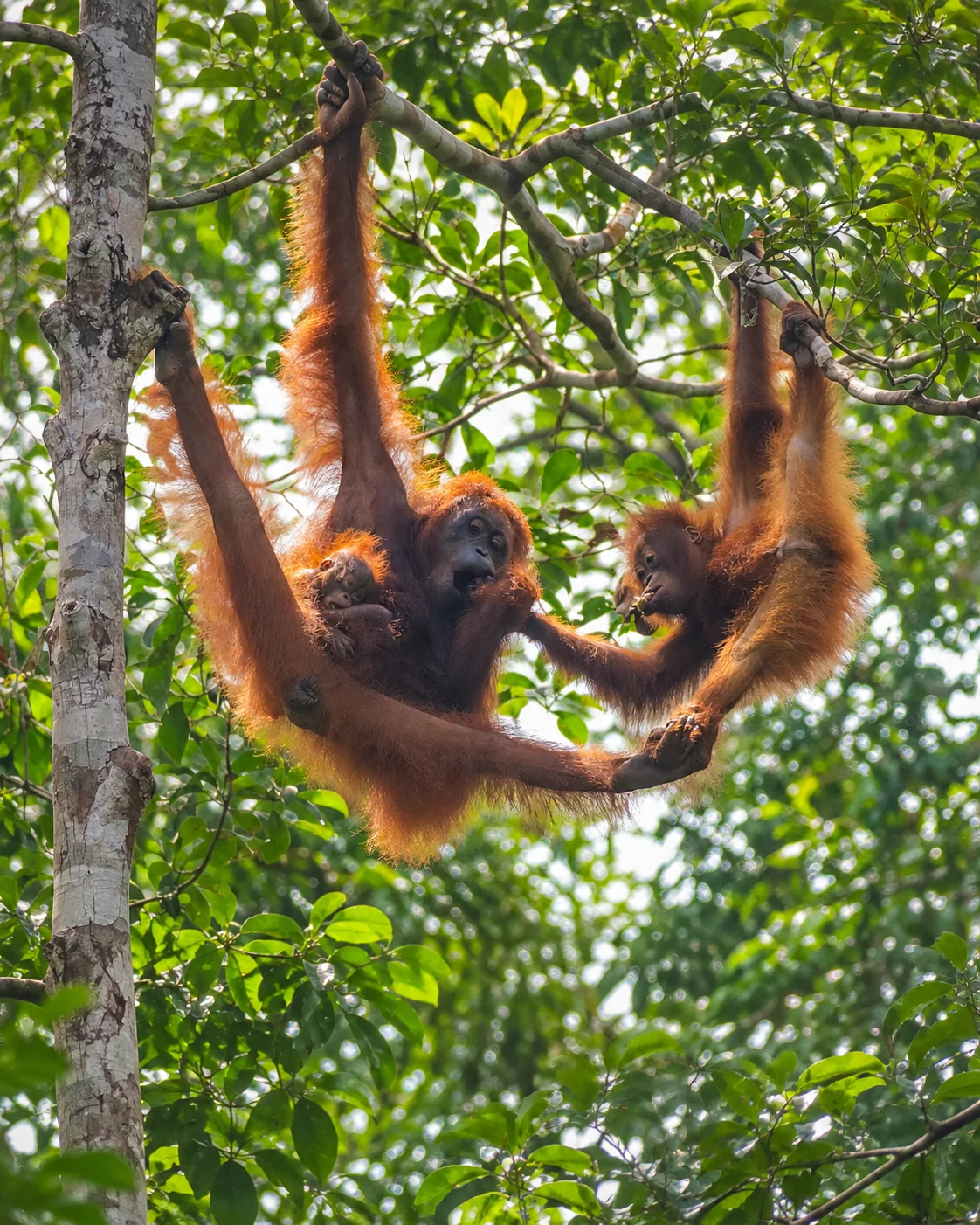 A Bornean orangutan family together in the rainforest canopy