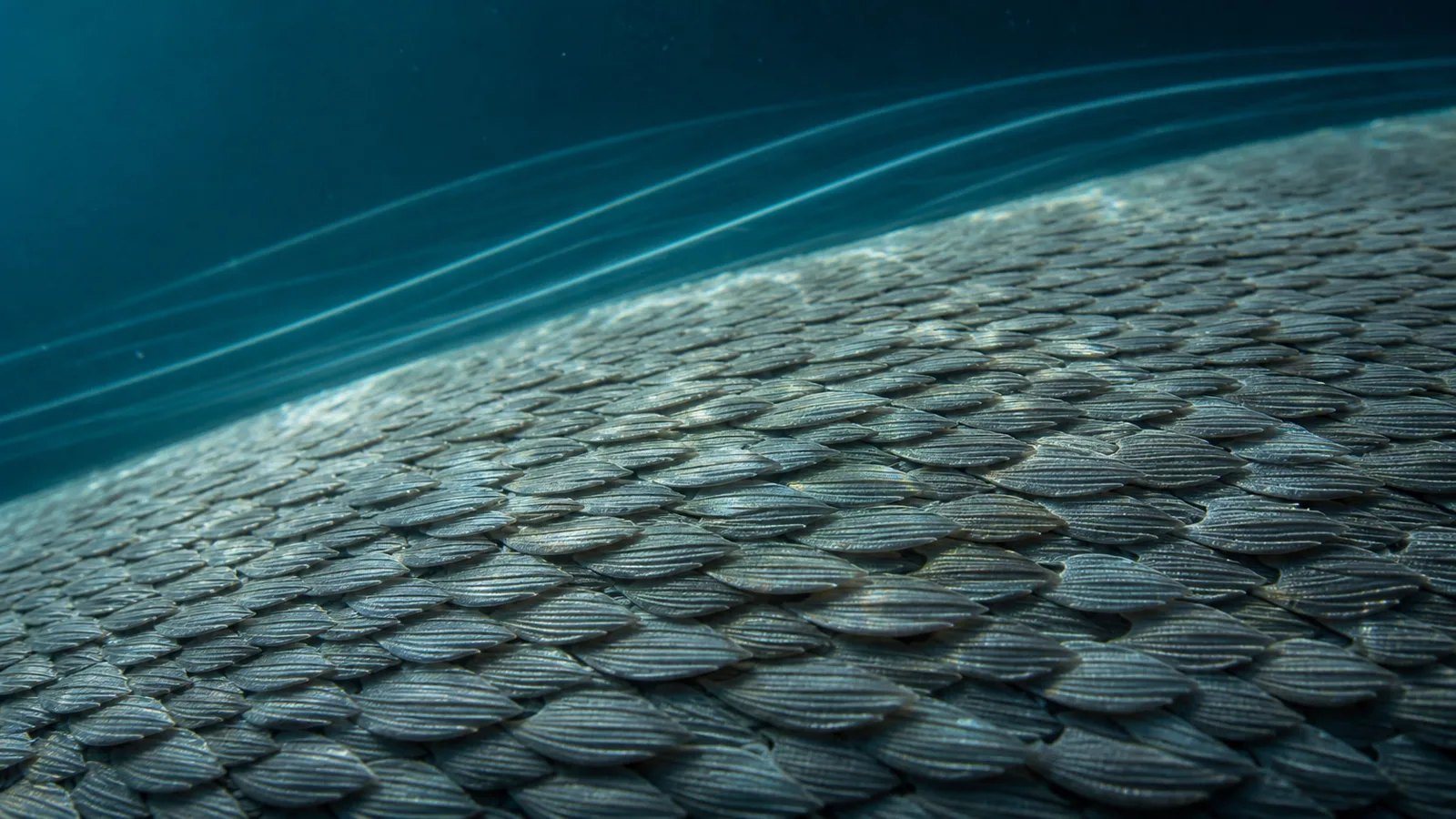 Shortfin mako shark (Isurus oxyrinchus); dermal denticles