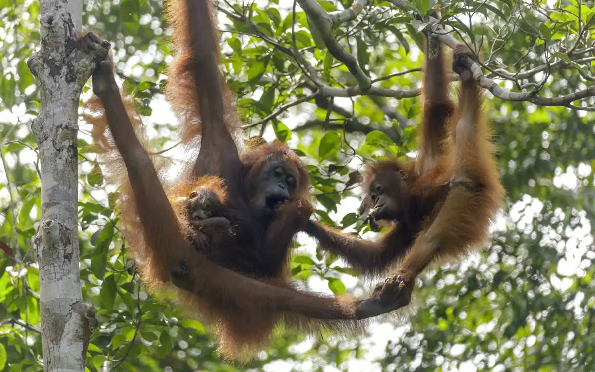 A Bornean orangutan family together in the rainforest canopy
